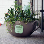 BodyMark - Espacios comerciales - Taza te